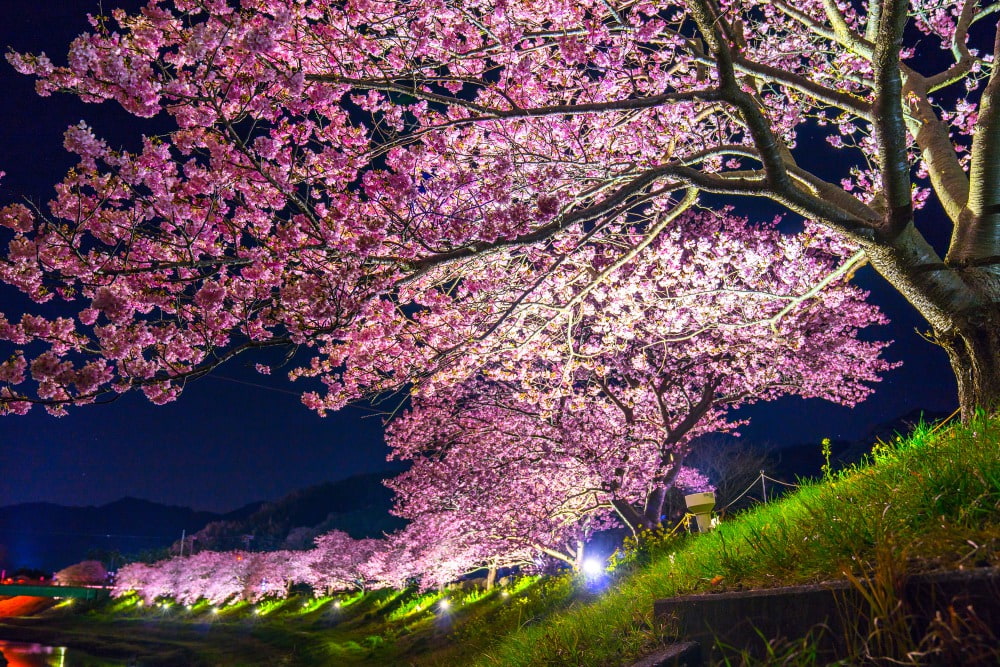 ライトアップされた河津桜